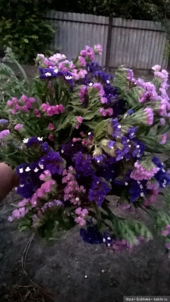 Моя цветочная отдушина.. Продолжение