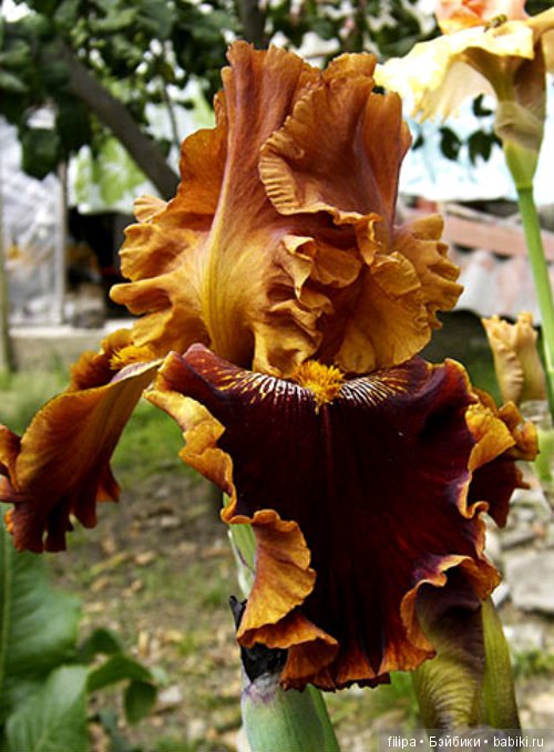 Моя цветочная отдушина.. Продолжение (фото 2)