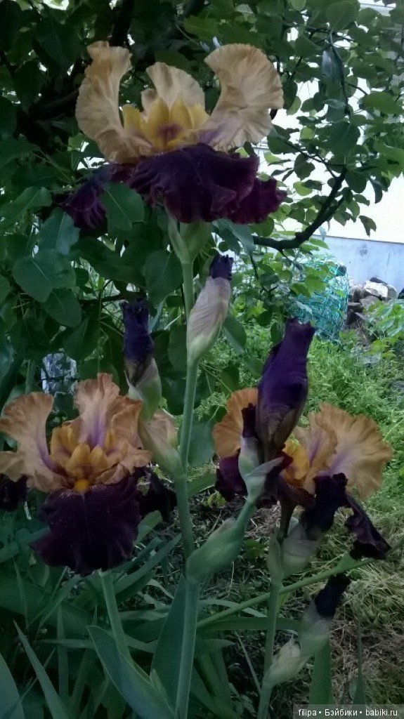 Моя цветочная отдушина.. Продолжение