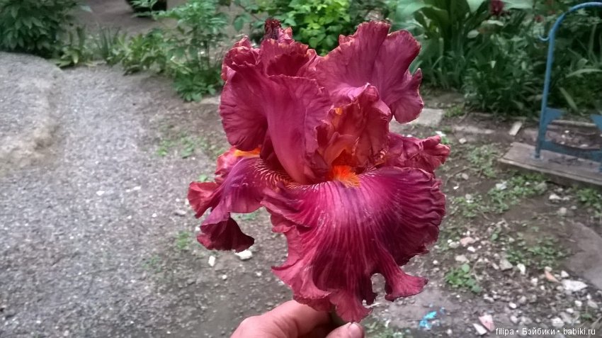 Моя цветочная отдушина.. Продолжение (фото 5)