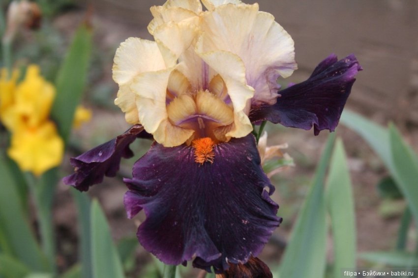 Моя цветочная отдушина.. Продолжение