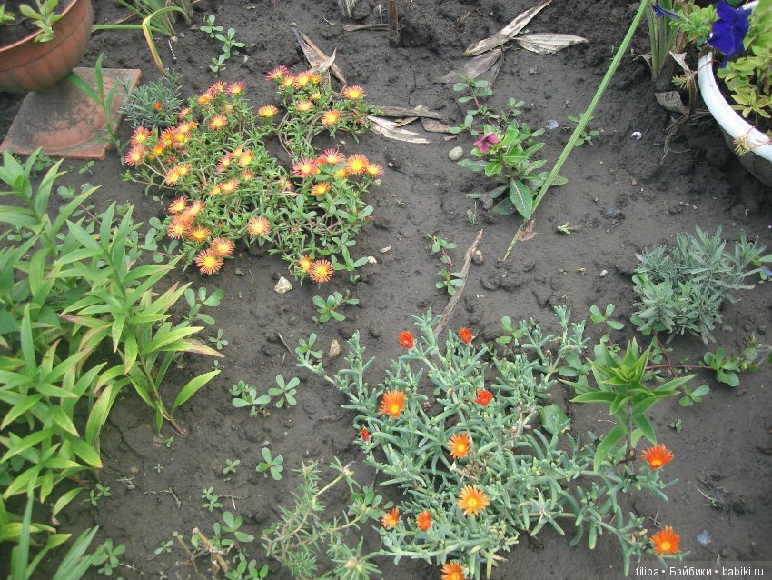 Моя цветочная отдушина.. Продолжение