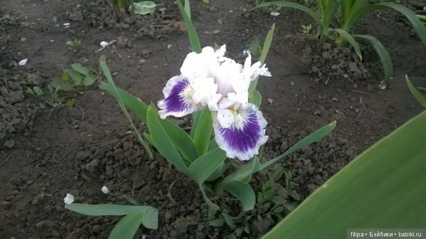 Моя цветочная отдушина.. Продолжение