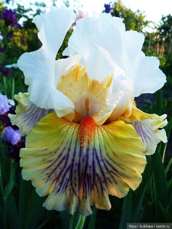 Моя цветочная отдушина.. Продолжение