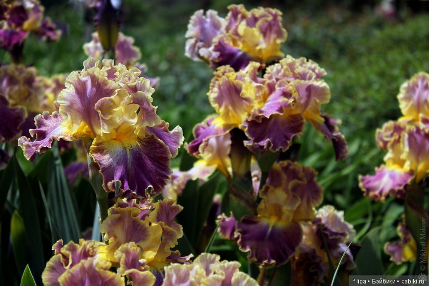 Моя цветочная отдушина.. Продолжение