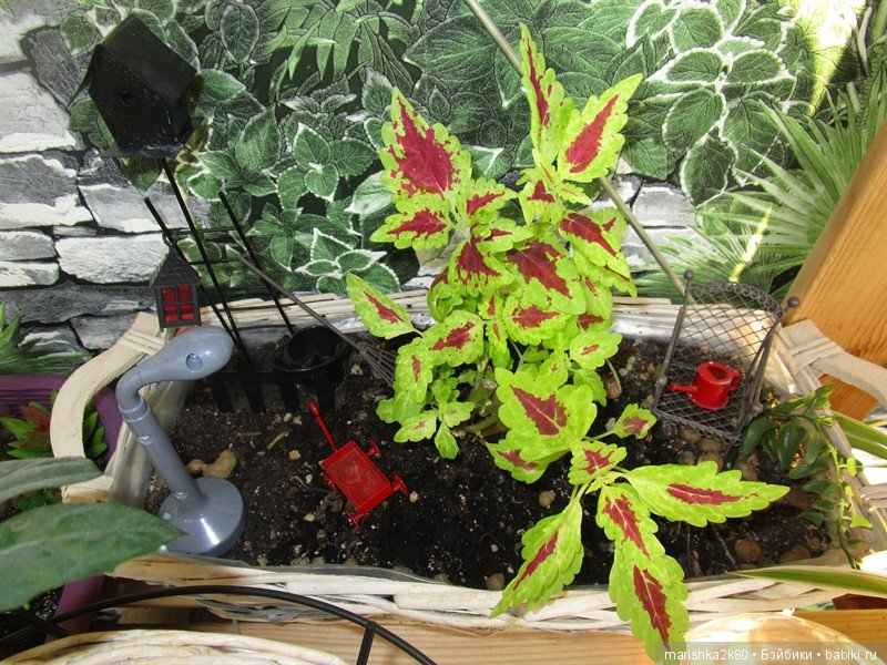 Мои огородики в миниатюре