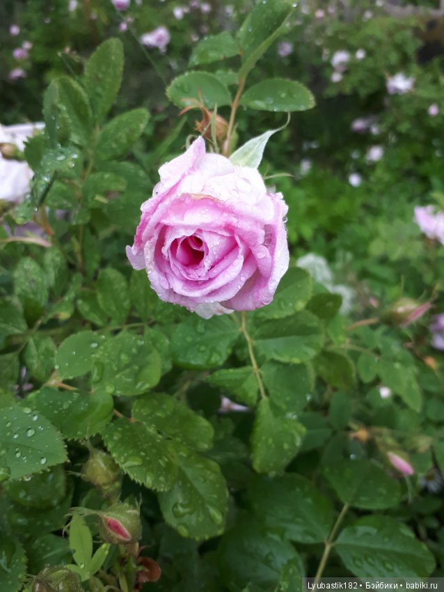 Розотерапия — Болталка и разговоры обо всем: жизнь