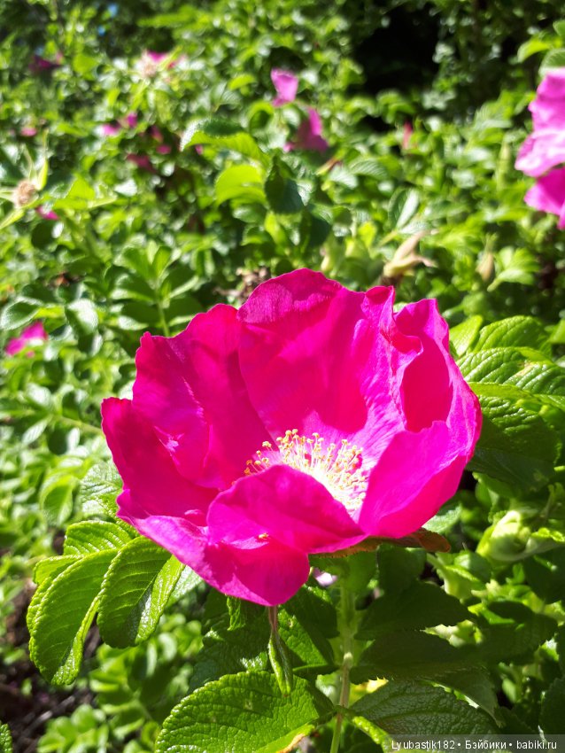 Розотерапия — Болталка и разговоры обо всем: жизнь (фото 6)