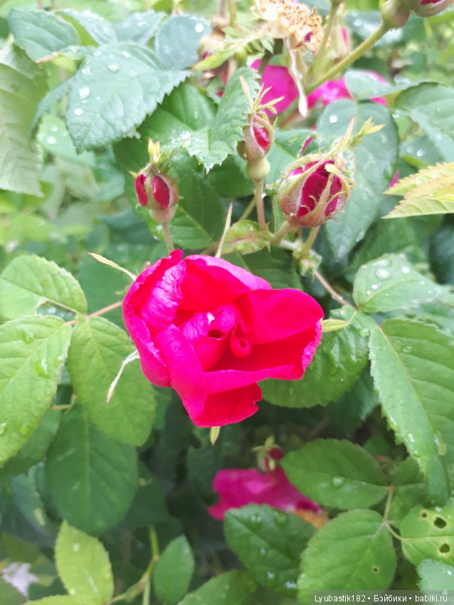 Розотерапия — Болталка и разговоры обо всем: жизнь (фото 10)