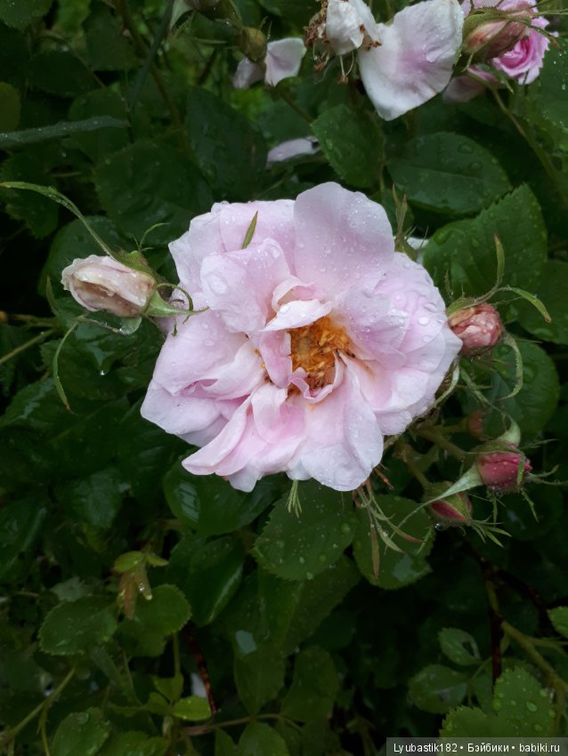 Розотерапия — Болталка и разговоры обо всем: жизнь