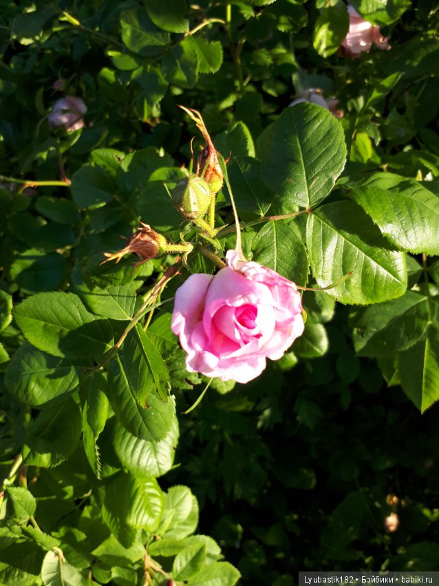 Розотерапия — Болталка и разговоры обо всем: жизнь