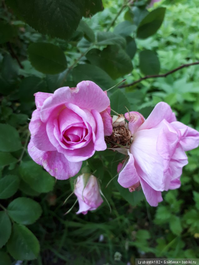 Розотерапия — Болталка и разговоры обо всем: жизнь