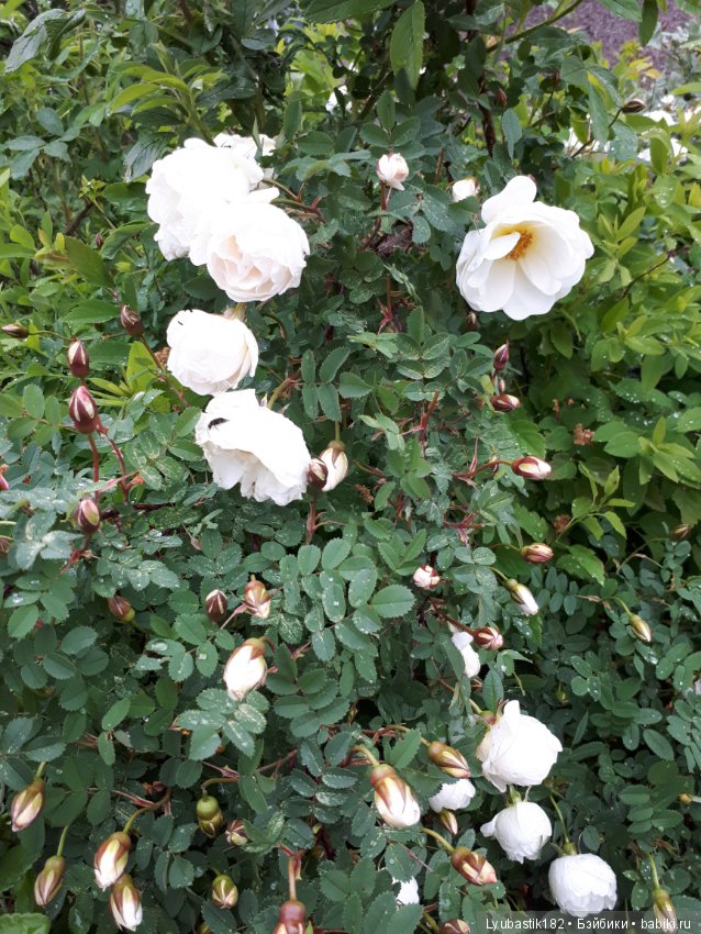 Розотерапия — Болталка и разговоры обо всем: жизнь (фото 4)