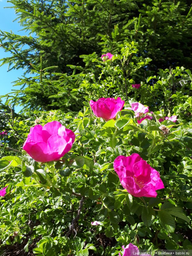 Розотерапия — Болталка и разговоры обо всем: жизнь (фото 5)