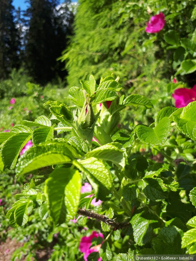 Розотерапия — Болталка и разговоры обо всем: жизнь (фото 7)