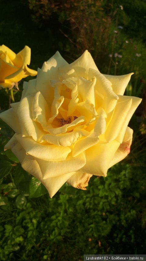 Розотерапия — Болталка и разговоры обо всем: жизнь