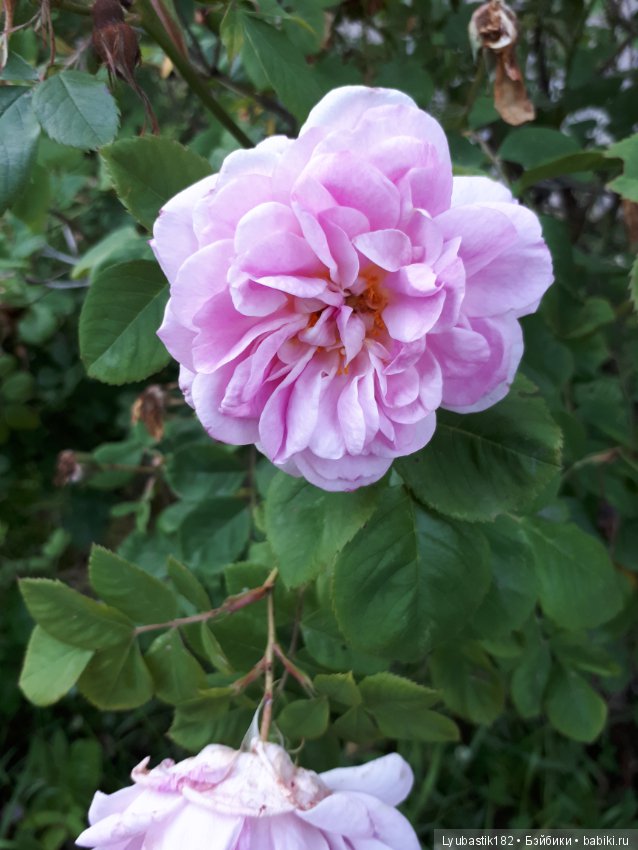 Розотерапия — Болталка и разговоры обо всем: жизнь