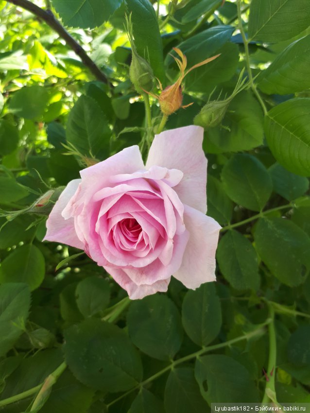 Розотерапия — Болталка и разговоры обо всем: жизнь