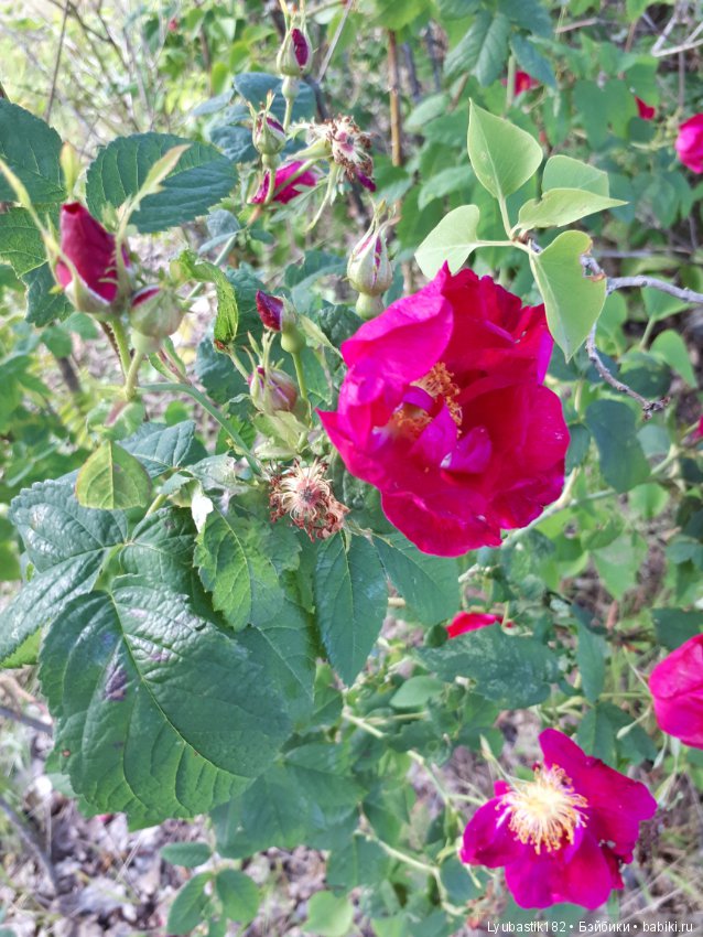 Розотерапия — Болталка и разговоры обо всем: жизнь