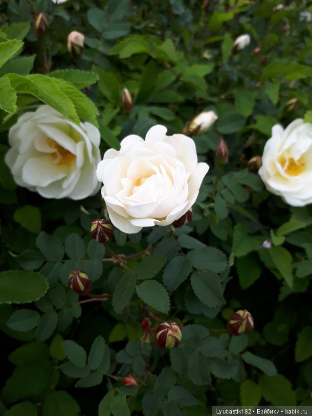 Розотерапия — Болталка и разговоры обо всем: жизнь