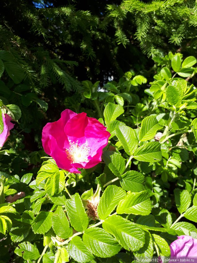 Розотерапия — Болталка и разговоры обо всем: жизнь (фото 8)