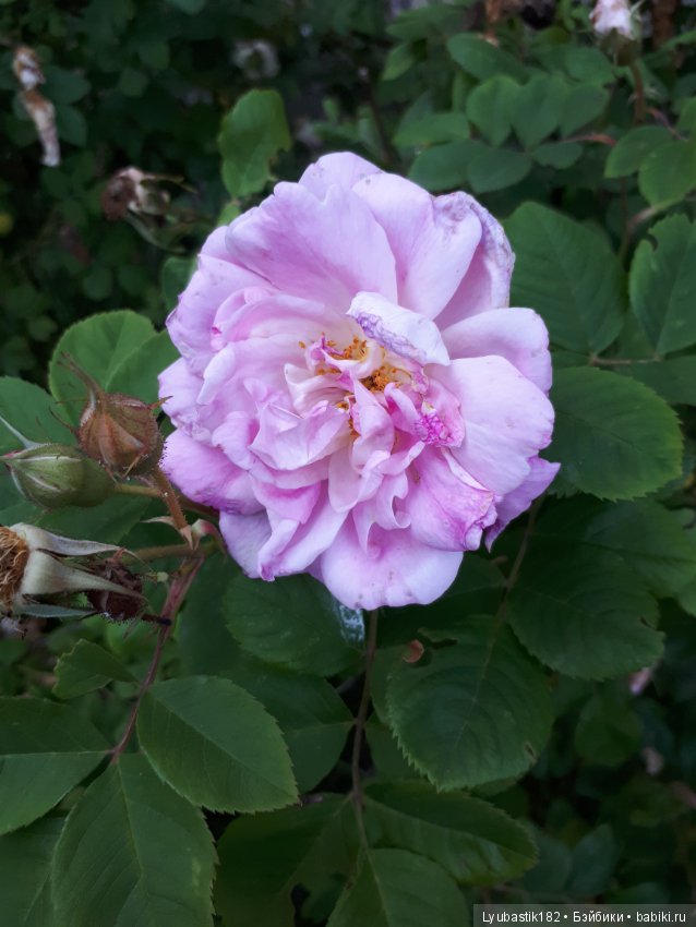 Розотерапия — Болталка и разговоры обо всем: жизнь