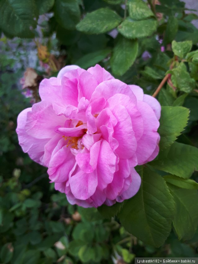 Розотерапия — Болталка и разговоры обо всем: жизнь