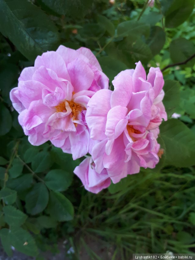 Розотерапия — Болталка и разговоры обо всем: жизнь