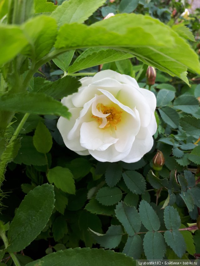 Розотерапия — Болталка и разговоры обо всем: жизнь (фото 3)