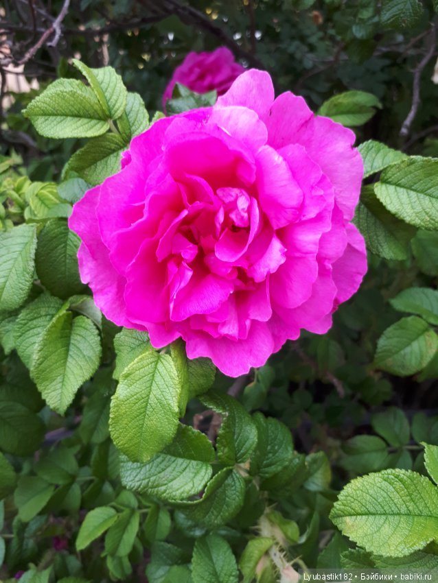 Розотерапия — Болталка и разговоры обо всем: жизнь