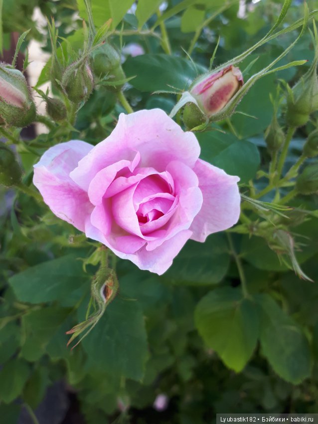 Розотерапия — Болталка и разговоры обо всем: жизнь