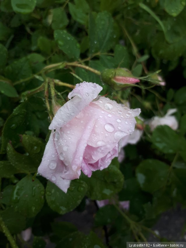 Розотерапия — Болталка и разговоры обо всем: жизнь