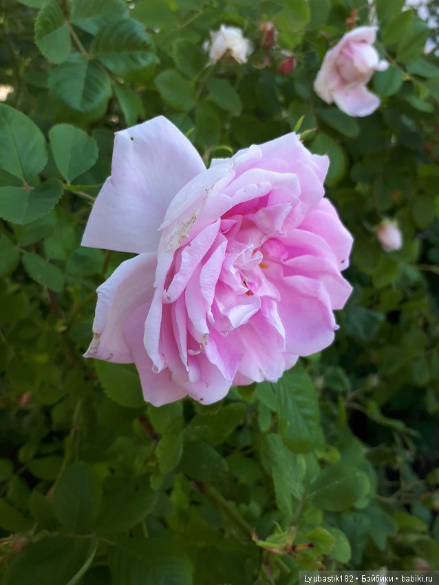 Розотерапия — Болталка и разговоры обо всем: жизнь