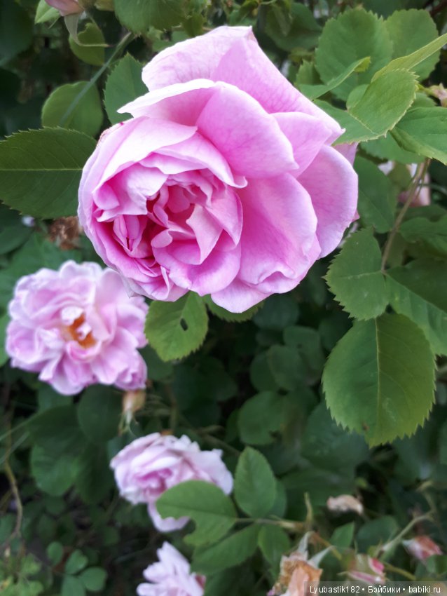 Розотерапия — Болталка и разговоры обо всем: жизнь