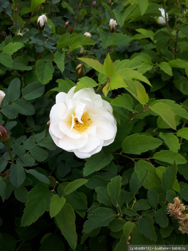 Розотерапия — Болталка и разговоры обо всем: жизнь (фото 2)