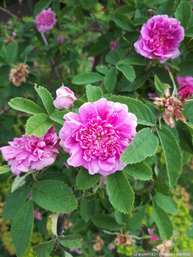 Розотерапия — Болталка и разговоры обо всем: жизнь (фото 9)