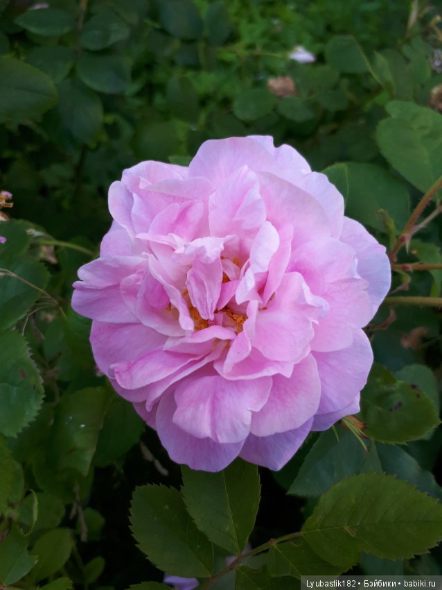 Розотерапия — Болталка и разговоры обо всем: жизнь