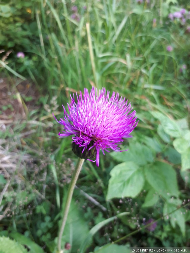 Колючки — Болталка и разговоры обо всем: жизнь (фото 6)