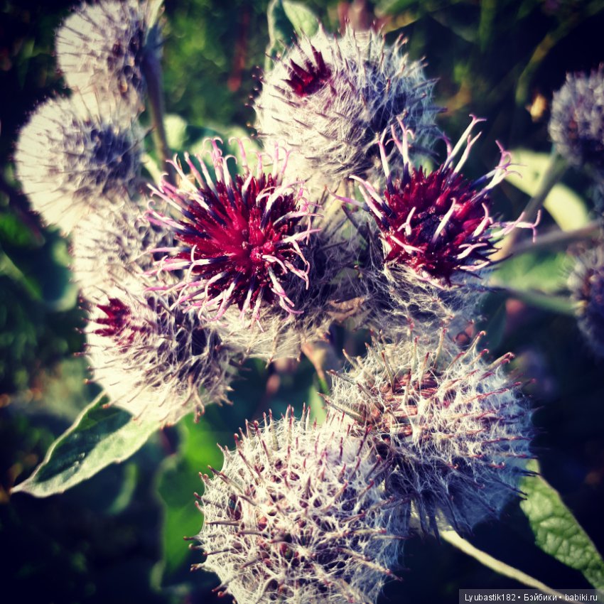 Колючки — Болталка и разговоры обо всем: жизнь (фото 3)