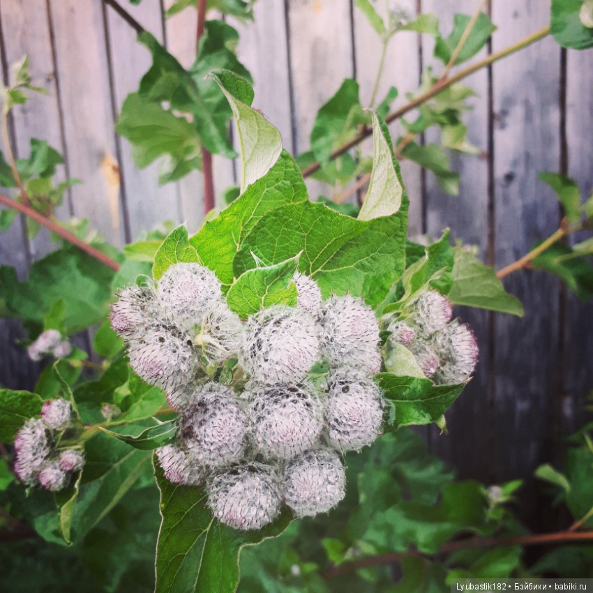 Колючки — Болталка и разговоры обо всем: жизнь (фото 4)