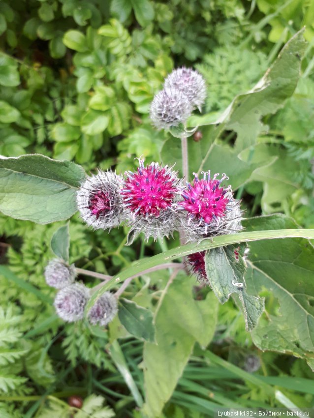 Колючки — Болталка и разговоры обо всем: жизнь (фото 2)