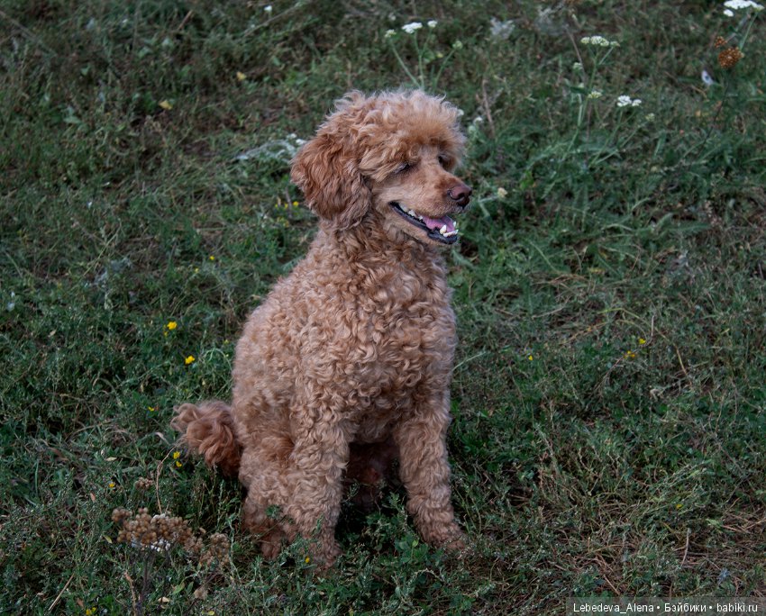 Просто Стас — Куклы Iplehouse (Иплхаус): BJD (БЖД)