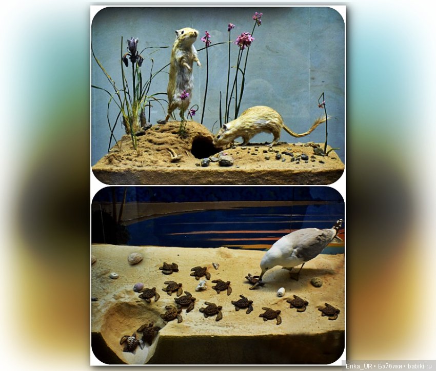 Дарвиновский музей, Москва (фото 4)