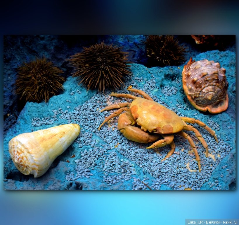 Дарвиновский музей, Москва