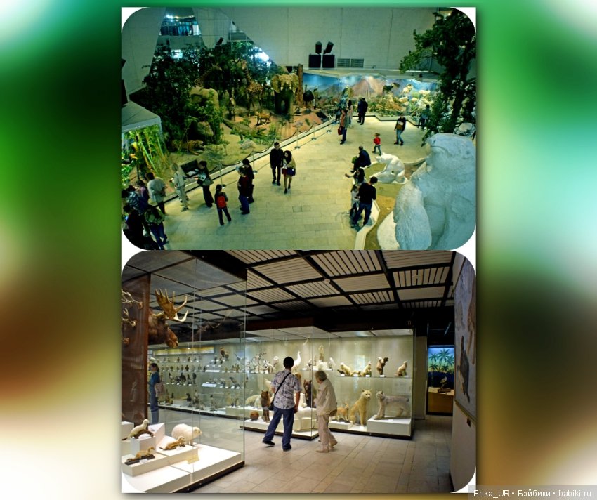 Дарвиновский музей, Москва (фото 10)