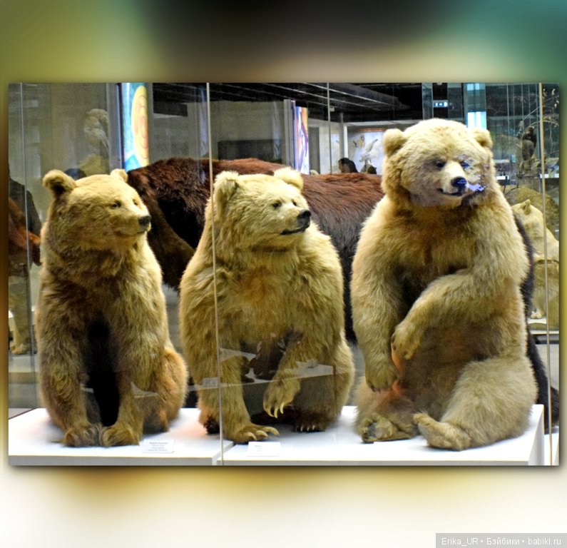 Дарвиновский музей, Москва