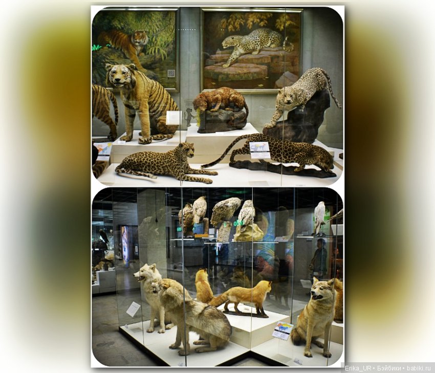 Дарвиновский музей, Москва (фото 5)