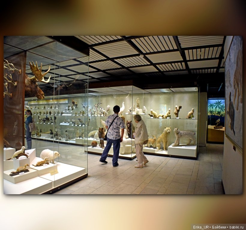 Дарвиновский музей, Москва