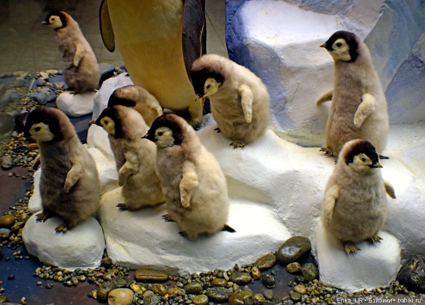 Дарвиновский музей, Москва