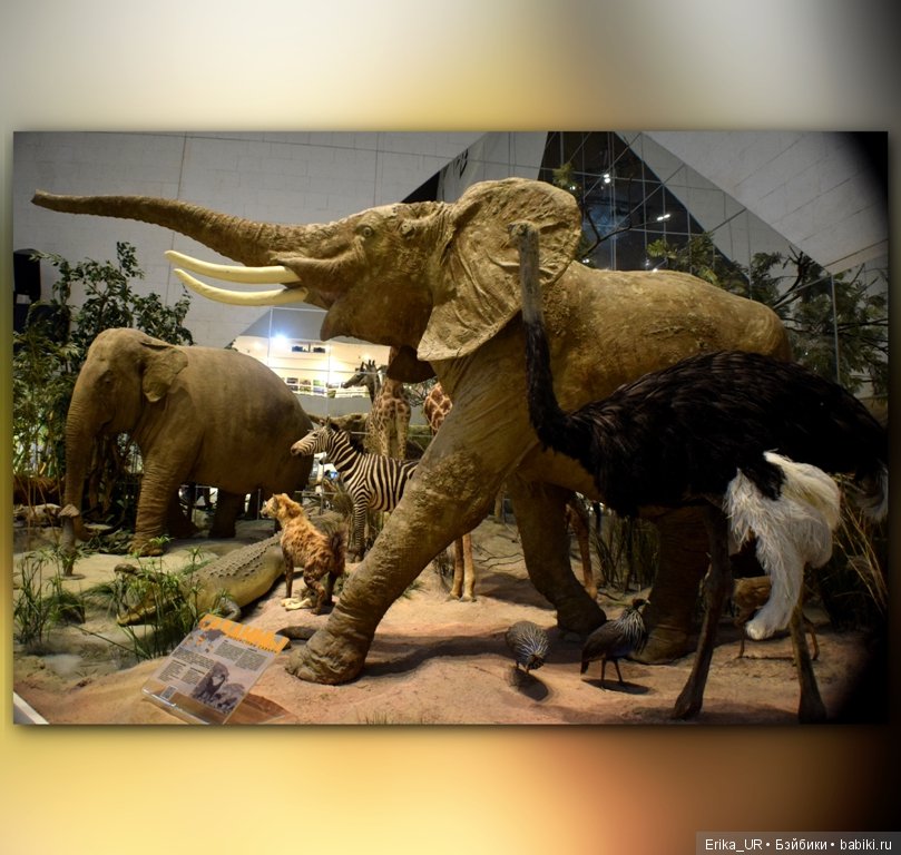 Дарвиновский музей, Москва